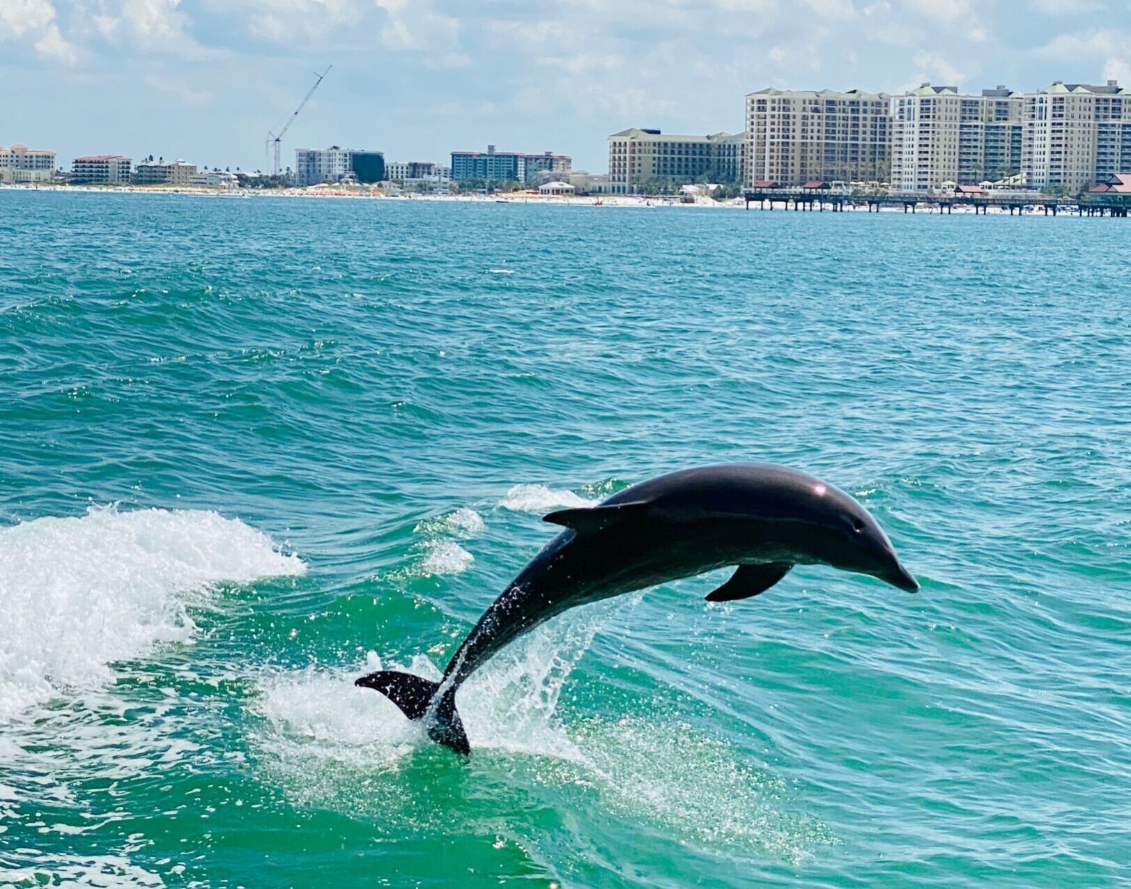 Clearwater Florida Dolphins
